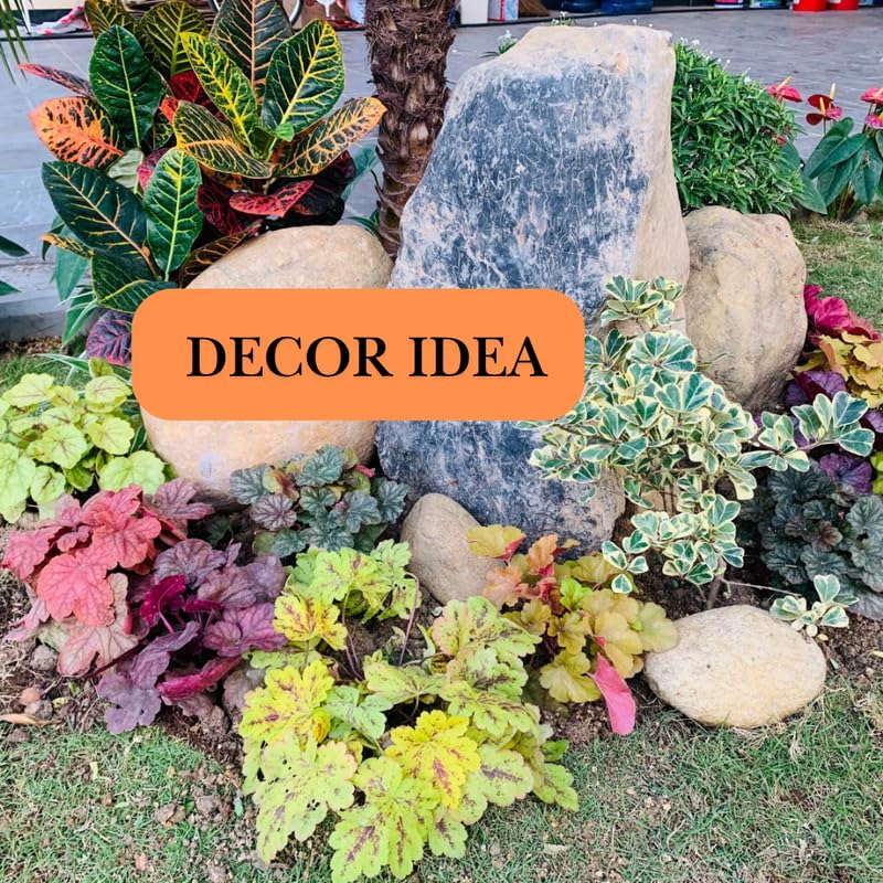 3 Coral Bells Heuchera Perenial Live Plants, Orange Red Seasonal Leaves Color Change, Well-Rooted 5-9 Inc Tall, No Pot