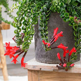 Set 2 Rare Curly Lipstick Houseplant, Trailing Lipstick Aeschynanthus Plants, in 3" Pots, Easy Indoor Plant