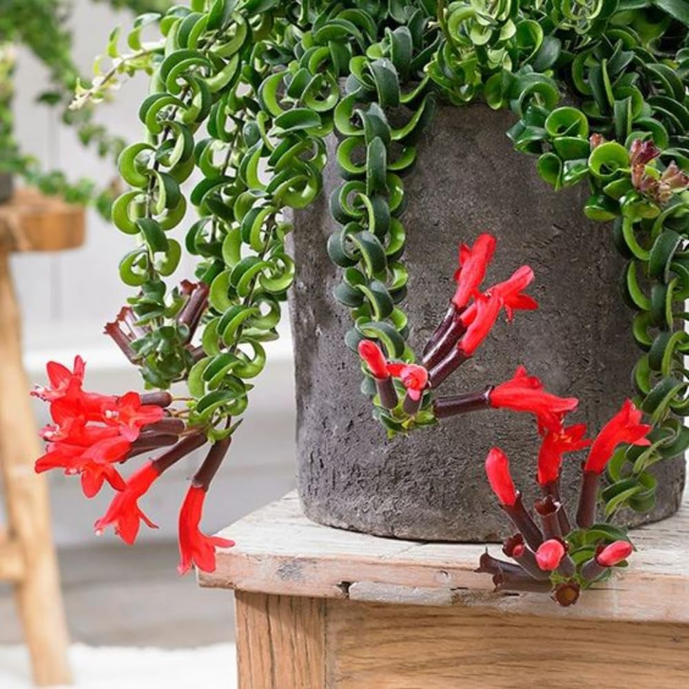 Set 2 Rare Curly Lipstick Houseplant, Trailing Lipstick Aeschynanthus Plants, in 3" Pots, Easy Indoor Plant