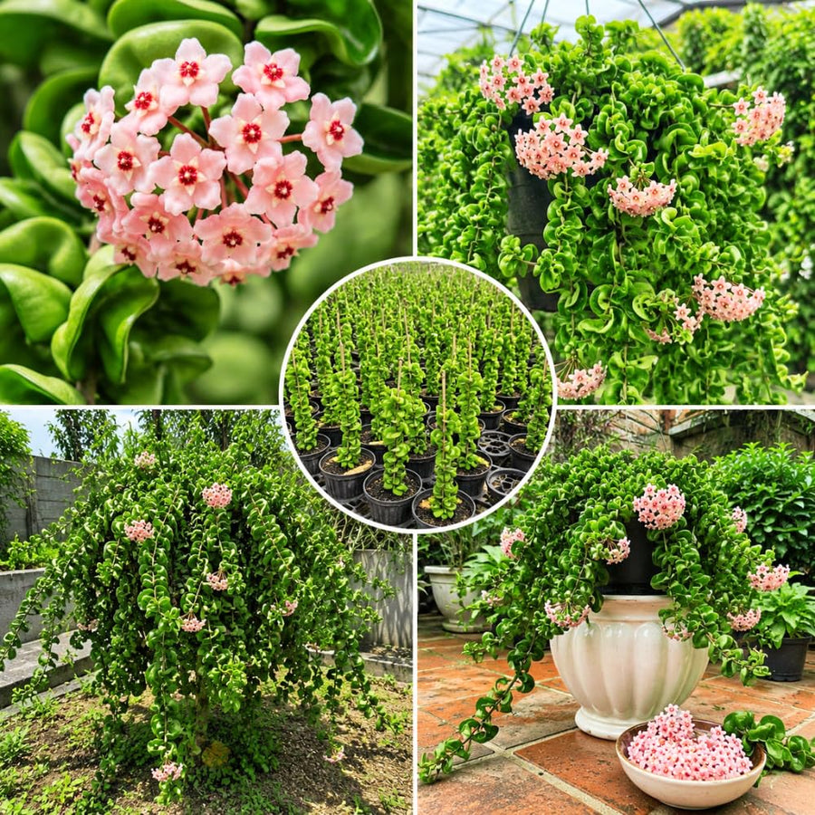 Live Hoya Hindu Rope Plant, Hoya Plant Well Rooted in 4 Inch Pot, 4-7 Inches Tall, Suited for Indoor Houseplants and Home Decor