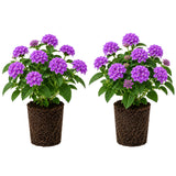 2 Lantana Plants Live, Perennial Live Flowering Lantana, Container Growing 4-9 Inch Tall - Purple
