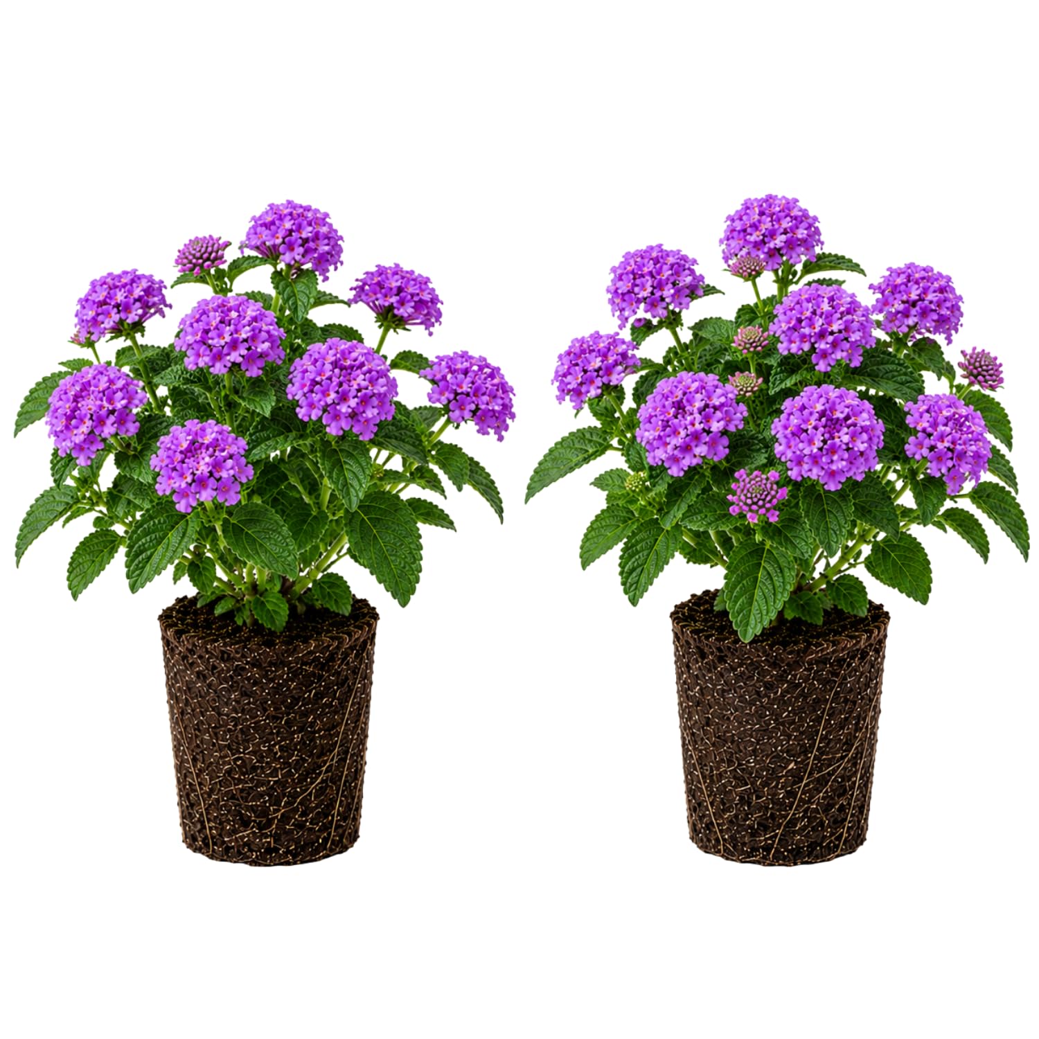 2 Lantana Plants Live, Perennial Live Flowering Lantana, Container Growing 4-9 Inch Tall - Purple