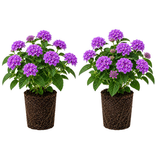2 Lantana Plants Live, Perennial Live Flowering Lantana, Container Growing 4-9 Inch Tall - Purple