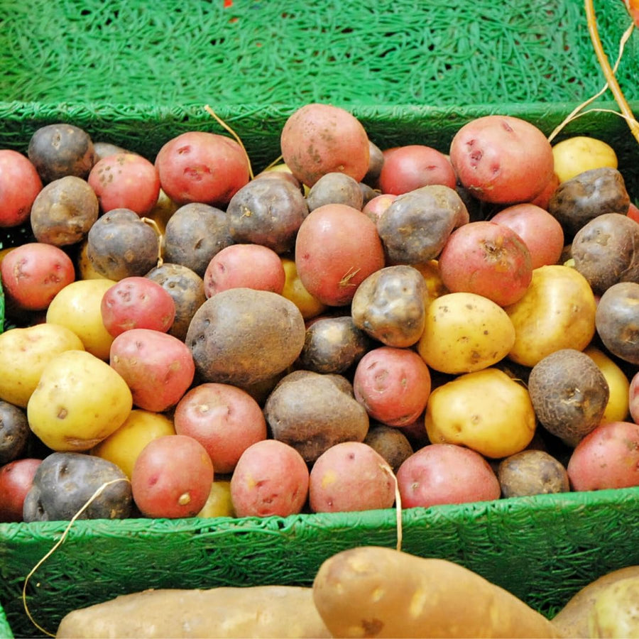 2 Lbs Mixed Potato Tubers High Yielding for Outdoor Planting,Vegetables Potatoes Plants Bulbs Seeds, Heirloom Seed Potato Live Tuber: Purple, Yellow, Red