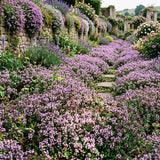 3500 Creeping Thyme Seeds, Creeping Thyme Seeds for Planting, Thymus serpyllum, Ground Cover Seed for Outdoor Planting