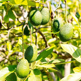 HASS Avocado Tree Live Plant, 8-10 Inches Tall, Hardy Avocado Fruit Tree for Indoor or Outdoor Growing