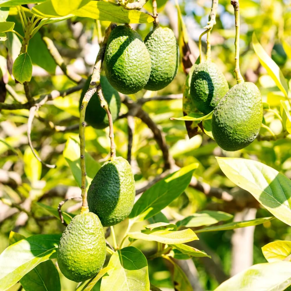 HASS Avocado Tree Live Plant, 8-10 Inches Tall, Hardy Avocado Fruit Tree for Indoor or Outdoor Growing