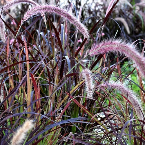 2 Red Purple Fountain Grass Plants Live for Planting, Ornamental Grass Perennial Garden Size 5 to 9 Inch Tall