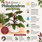 Set of 2 Live Red Green Philodendron Plants in 4 Inch Pots, Tropical Indoor Houseplants with Variegated Foliage, Ready to Grow