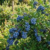 Blueberry Plant Live for Planting, Duke Blueberry Plant, Well Rooted, 6-8 Inc Tall, Berry Shrub for Edible Gardens or Landscapes