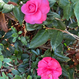 Camellia Plant Live, Camellia Flower Shrub, Well-Rooted in Pot, Cold Hardy Plant for Indoor Outdoor, 8-12'' Tall (Pink)