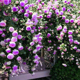 Purple Climbing Rose Live Plant Bare Root, Live Rose Bushes Ready to Plant Outdoor, 7-12 Inc Tall, Well Rooted, Cold Hardy