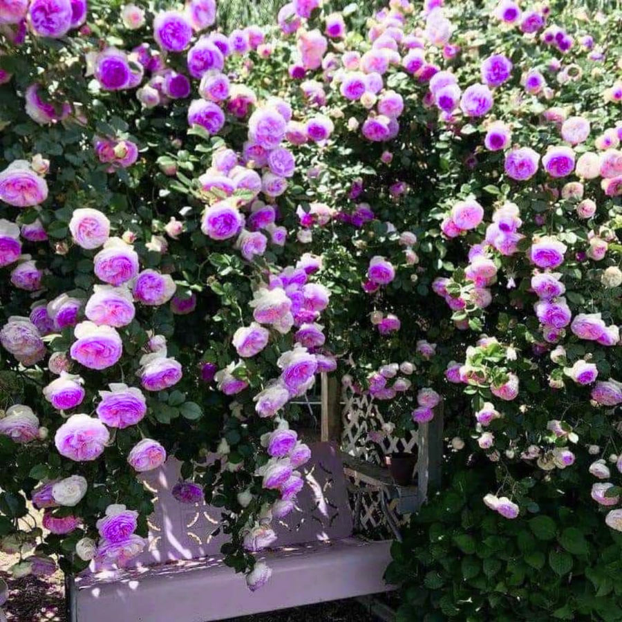 Purple Climbing Rose Live Plant Bare Root, Live Rose Bushes Ready to Plant Outdoor, 7-12 Inc Tall, Well Rooted, Cold Hardy