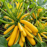 Pack of 75 Golden Zucchini Seeds, Zucchini Plant Live, Golden Fruit, Summer Squash Seeds for Planting