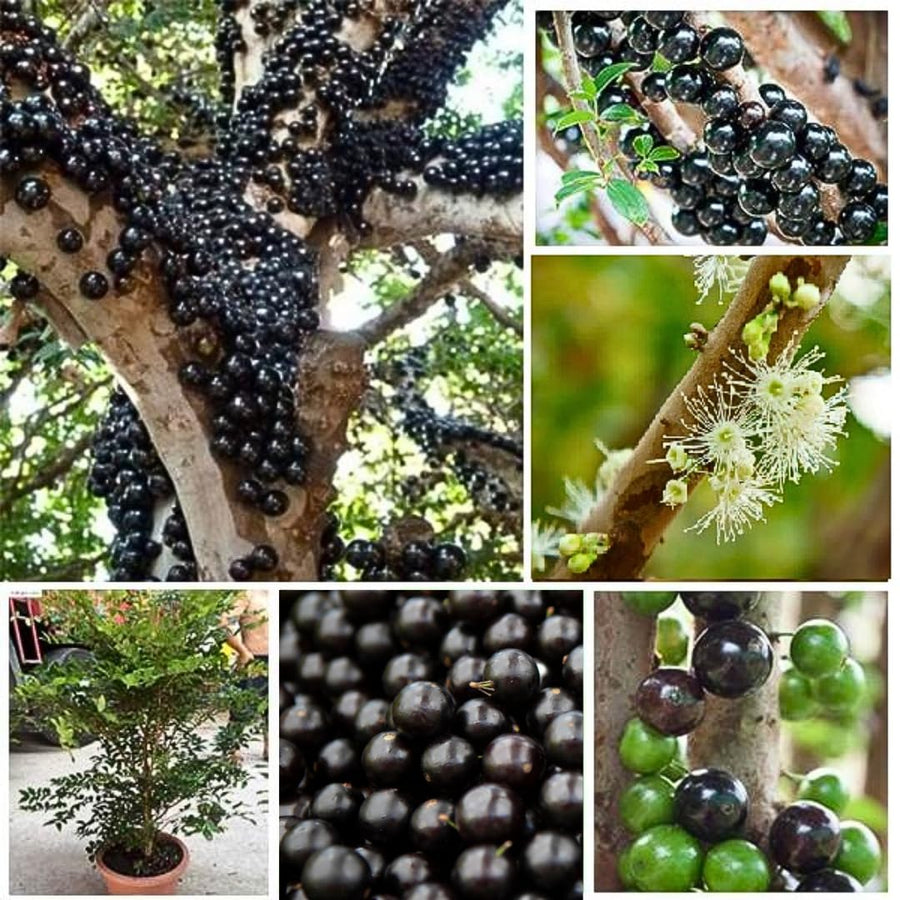 3 Years Old Jaboticaba Tree Plant Live, Air-Layered 3 Feet Tall, Black Jaboticaba Fruit Tree, Well-Rooted for Outdoor Zones 9-11, Brazilian Grape Jabuticaba