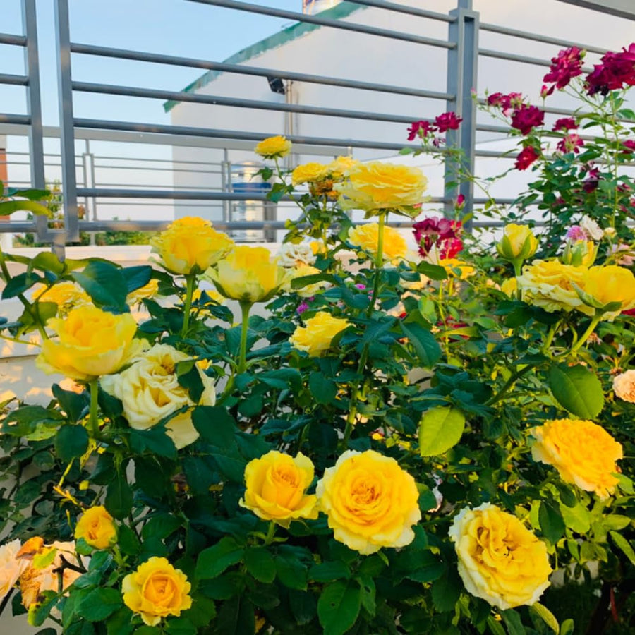 Yellow Miniature Rose Plant Live, Vibrant Flowering Rose Bush for Growing Indoor Outdoors, Starter Roses in 3'' Pot