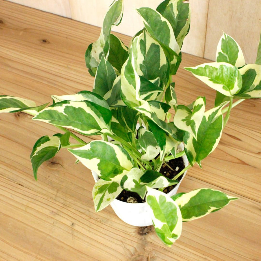 2 Pothos Live Plants, Live Pothos Plant, 3 to 5 Inc Tall, Indoor House Plants Outdoor (Variegated)