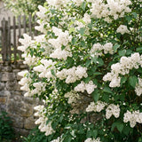 White Lilac Plants 12–18" Tall, Well Rooted Live Flowering Lilac Shrubs for Patio, Container and Backyard Landscaping