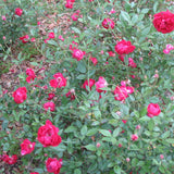 Climbing Bush Roses for Garden, Fragrant and Hardy Rose Plants for Outdoor Planting, No Pot, 5 to 9 Inc Tall Starter Plant Well-Rooted, Hot Pink Blooms