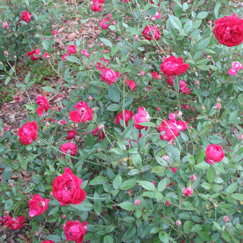 Climbing Bush Roses for Garden, Fragrant and Hardy Rose Plants for Outdoor Planting, No Pot, 5 to 9 Inc Tall Starter Plant Well-Rooted, Hot Pink Blooms