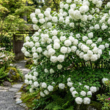 Pack of 2 Snowball Bush Live Plants, Snowball Viburnum Bush, 2.5 Inc Pot, 8-10 Inc Tall, Viburnum Live Plant for Outdoor Garden and Landscape