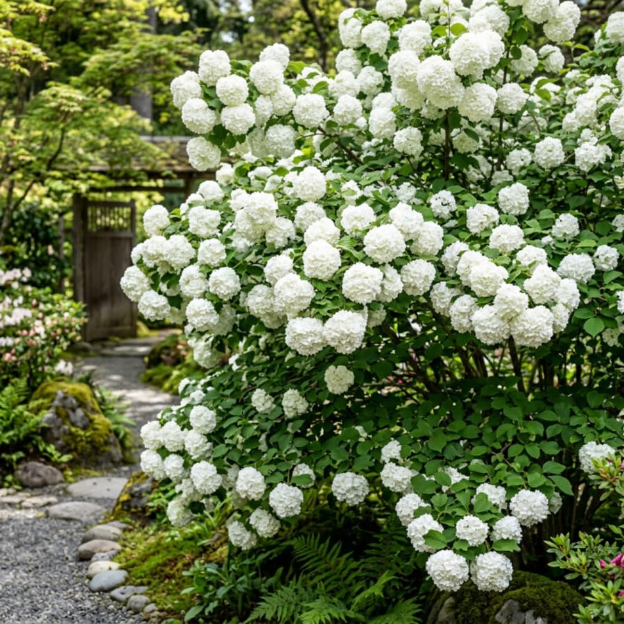 Pack of 2 Snowball Bush Live Plants, Snowball Viburnum Bush, 2.5 Inc Pot, 8-10 Inc Tall, Viburnum Live Plant for Outdoor Garden and Landscape