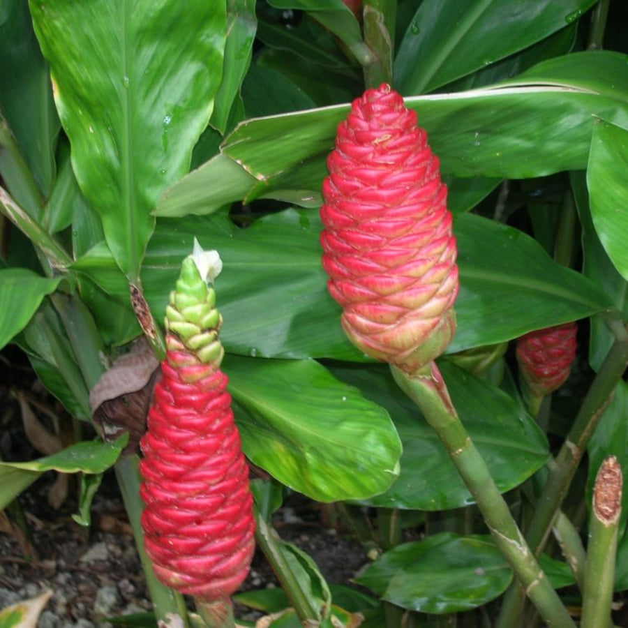 3 Awapuhi Shampoo Ginger Roots, Zingiber Zerumbet Pinecone Ginger Rhizomes for Planting Home Garden