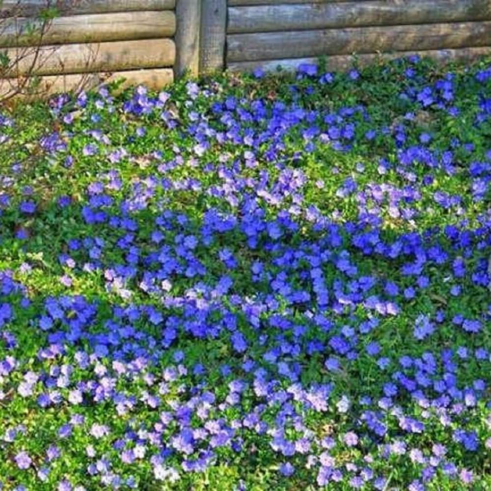 Set 60 Mixed Vinca Periwinkle Plants Live, Variegated Creeping Vinca and Vina Minor Vine Ground Cover, Starter Plants Perennial