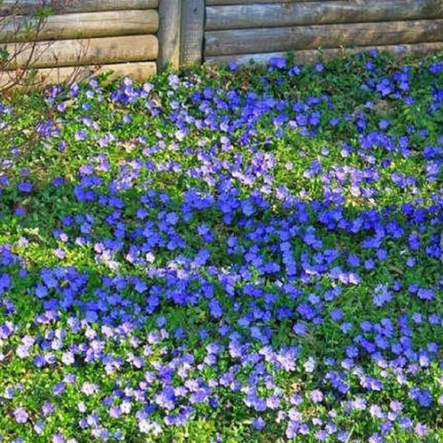 Set 60 Mixed Vinca Periwinkle Plants Live, Variegated Creeping Vinca and Vina Minor Vine Ground Cover, Starter Plants Perennial