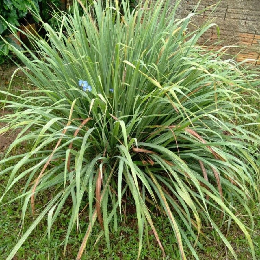 400 Lemongrass Herb Seeds, Culinary Lemongrass Herb Seeds for Home Garden, Patio Pots and Containers