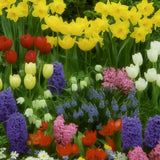 50 Mix Flower Bulbs for Spring Planting, Spring Garden, Early Colorful Blooms, Winter Hardy, Ground Cover Flowerbeds, Borders