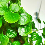 2 Green Swedish Ivy Plants Live for Planting - in 2 Inch Pot - Swedish Ivy Mint Seedlings 5" Tall