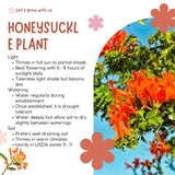 Orange Honeysuckle Plant Live, 8-10 Inches Tall in 4 Inch Pot, Fast Growing Flowering Vine for Outdoor Planting