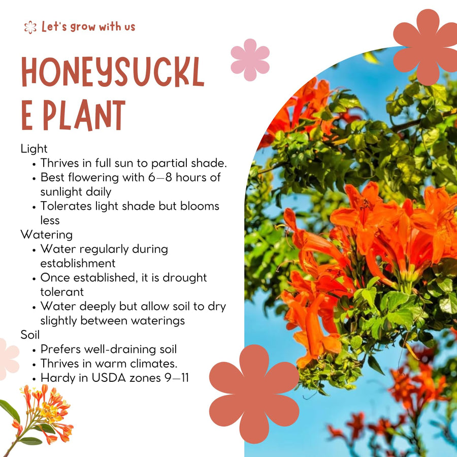 Orange Honeysuckle Plant Live, 8-10 Inches Tall in 4 Inch Pot, Fast Growing Flowering Vine for Outdoor Planting