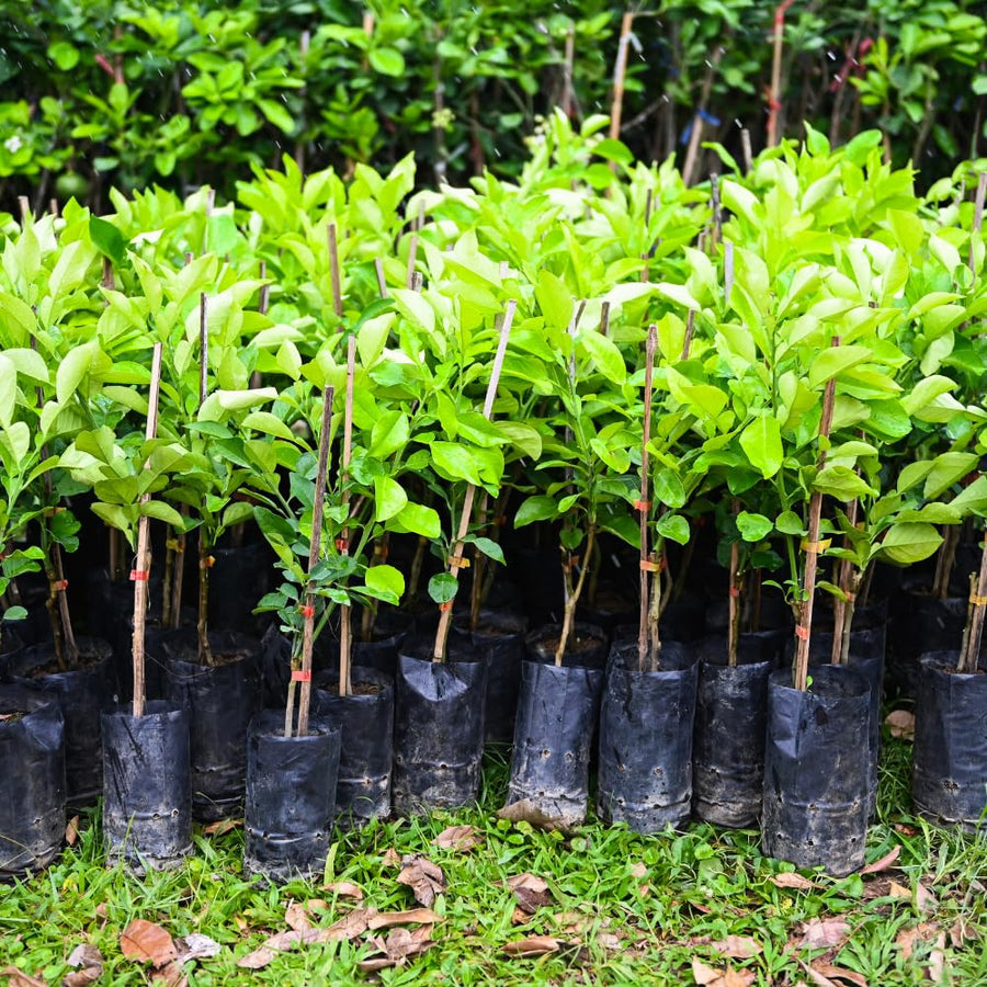 Grapefruit Pomelo Tree Live Plant, Big White Fruit Citrus Tree Grafted, 3 Feet Tall Tropical Fruit Tree