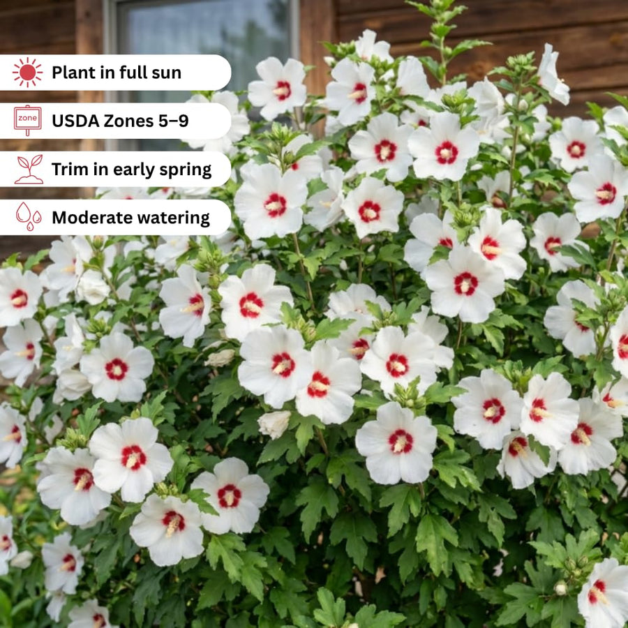 Red White Rose of Sharon Plants Live, Rose of Sharon Tree Live Plant in Quart Pot, 12-18 Inc Tall, Hardy Althea Flowers for Indoor Outdoor Planting