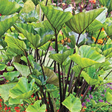 3 Colocasia Plants Live, Elephant Ear Caladium Esculenta Plants, 5 to 8 Inc Tall (Tea Cup)