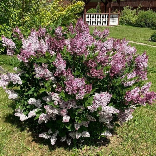Miss Kim Lilac Shrub Live Plant, 6-12 Inch Tall, Quart Pot - Fragrant Spring Flowering Shrub, Syringa Plant for Outdoor Garden