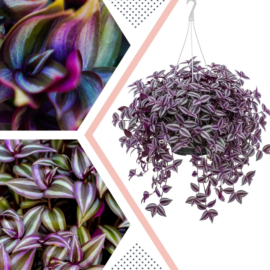 Purple Wandering Jew Plant Live, Tradescantia Zebrina Plants, 4 Inch Pot for Growing
