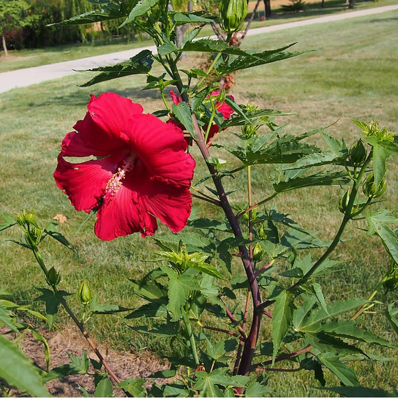 Deep Red Hibiscus Plant Live, Hardy Hibiscus Flowers for Outdoor Landscapes, 5-9 Inch Height, Ornamental Hibiscus Bush Shrub, Well-Rooted, No Pot