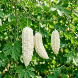 20 Bitter Melon Seeds for Planting, White Bitter Gourd Vegetable Seeds for Home Garden, Vegetable Vine Plants Seed