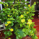 Yellow Mandevilla Live Plants Vine, Set 2 Plants, Live Mandevilla Flower Plants Gardening Indoor Planting Outdoor