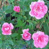 2 Rose Plants Live, Rose Bush Live Plants, Fragrant Rose Flowers, Well Rooted 5-10 Inch Tall, No Pot (Pink Rose)