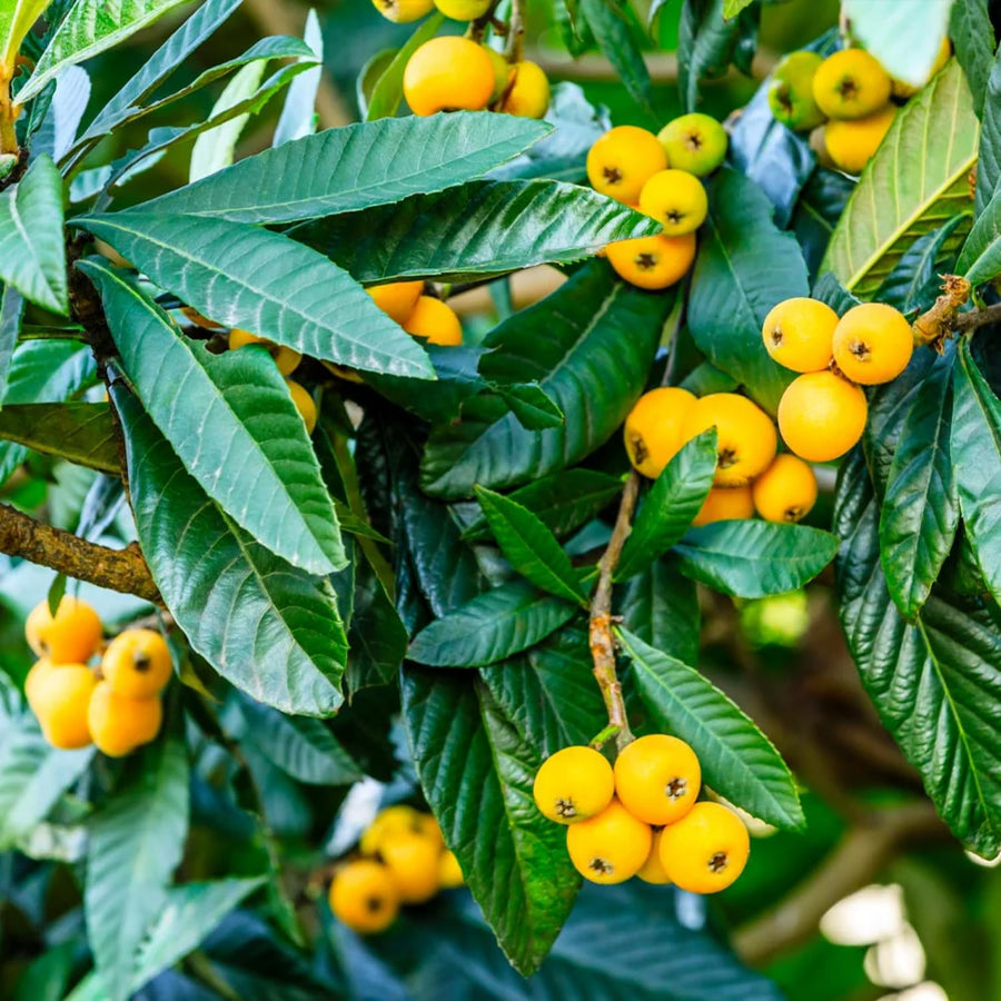Loquat Tree Live Plant, Grafted Loquat Tree, 5 to 8'' in Height, Tropical Fruit Plant Garden