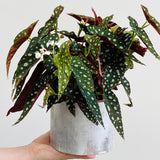Begonias Plant Indoor, Begonia Plant Houseplant, Rare Begonias Live Plant 4 to 6 Inches Height No Pot (Green Polka Dot Leaf)