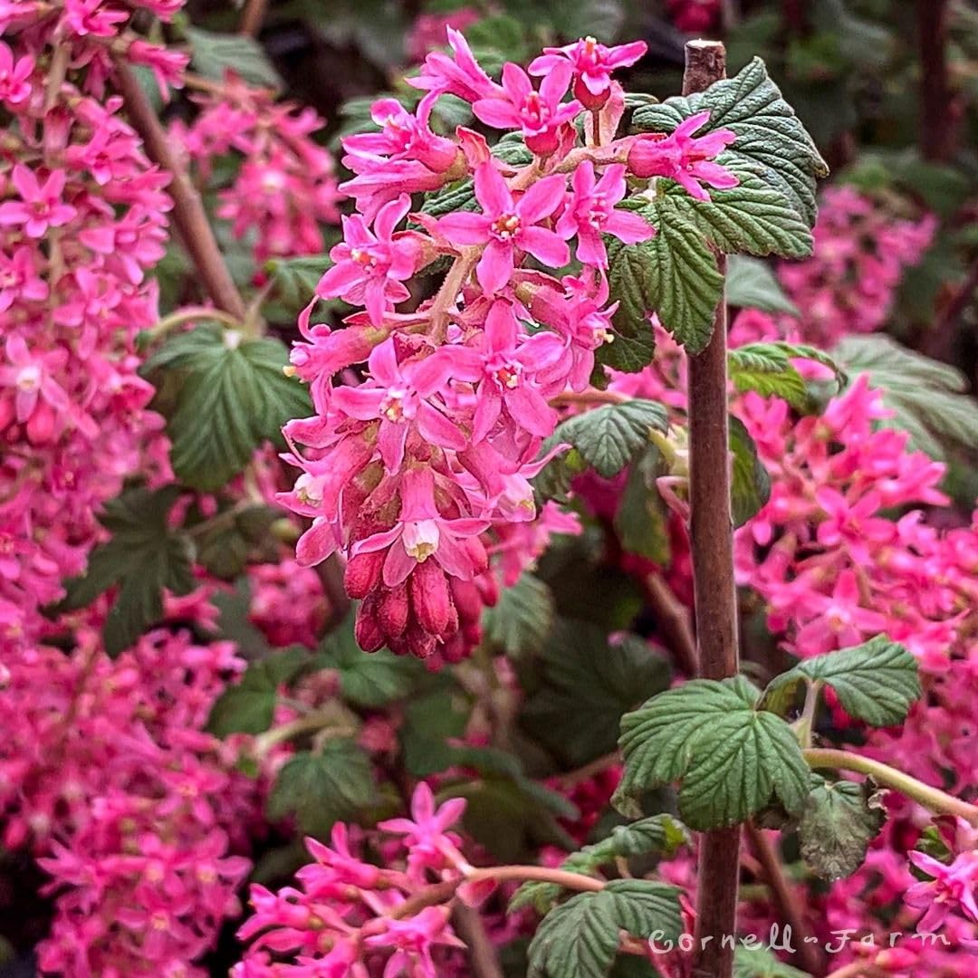 Pink Flowering Currants Live Plant in Pot, 4-7" Tall, Flowering Currants Plant, Hardy Ornamental Shrub for Garden Landscape, Spring Blooms