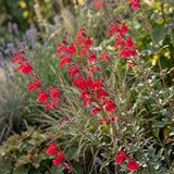 Red Salvia Live Plant in 4 Inch Pot, Bright Red Blooming Salvia Perennial Flower for Outdoor Garden and Containers