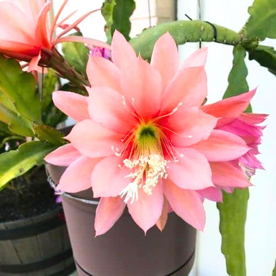 Epiphyllum Orchid Cactus Live Plant, 2 Plants Per Pot, Blooming Orchid Cactus for Indoor or Outdoor Growing (Salmon Epiphyllum)