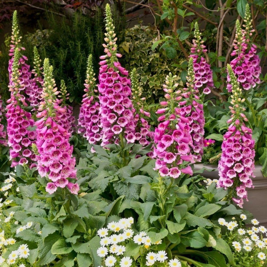 Pink Foxglove Live Plant 3-5 Inches Tall, Pink Foxglove Plant 3 Inch Pot, Flowering Perennial for Outdoor Garden