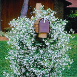 2 Jasmine Plants Live, Confederate Star Jasmine Tree Live Plant Plugs Size, Fragrant White Flower, 2-3 Inches in Tall, No Pot, Fast-Growing
